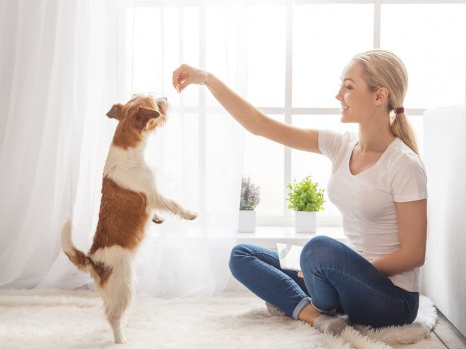 ¿Aburrido en casa? Prueba estos tres juegos con tu perro ¿Aburrido en casa? Prueba estos tres juegos con tu perro